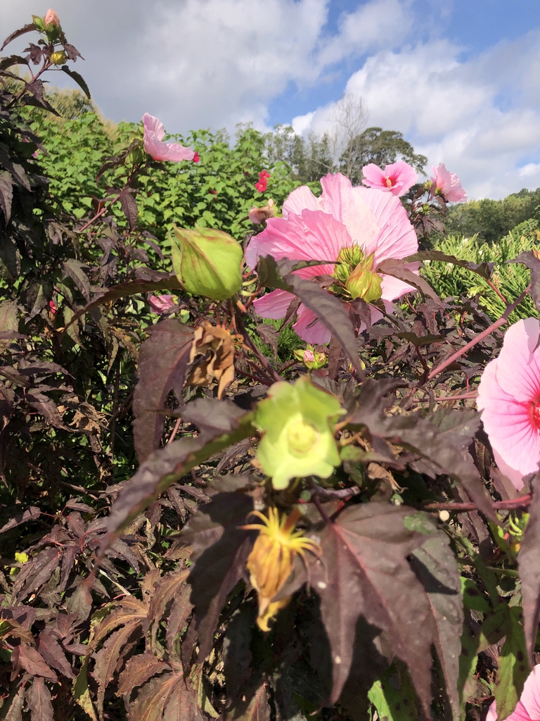 Buds/Flowers - 'Summer Storm' - Sept. - Wake Co., NC