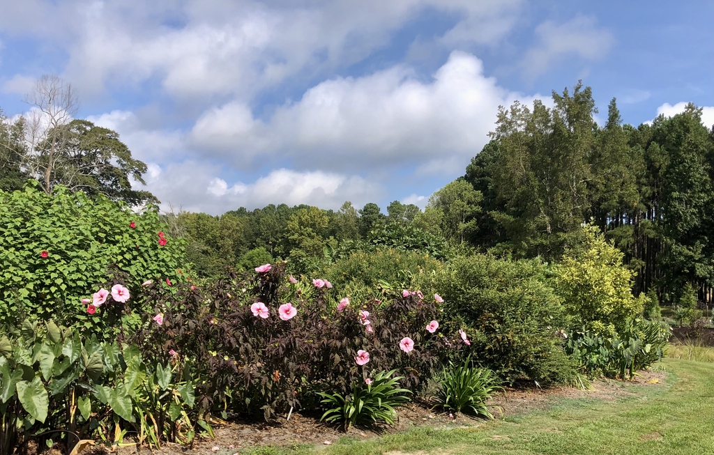 In the landscape- 'Summer Storm' - Sept. - Wake Co., NC