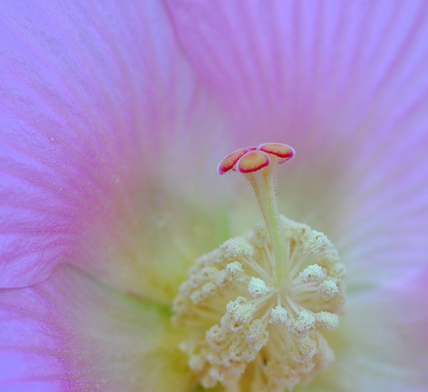 Hibiscus mutabilis