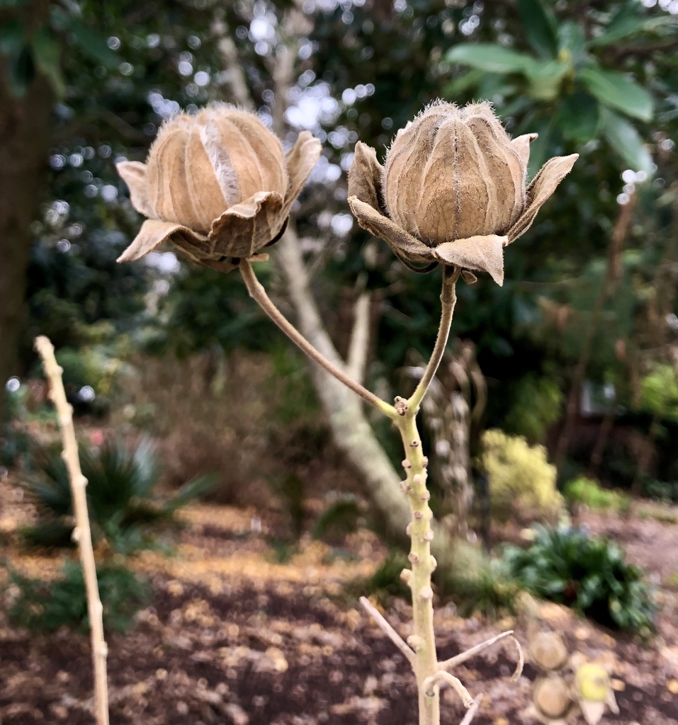 'Coton Rose Nagoya' - Seed Pods - Wake Co., NC