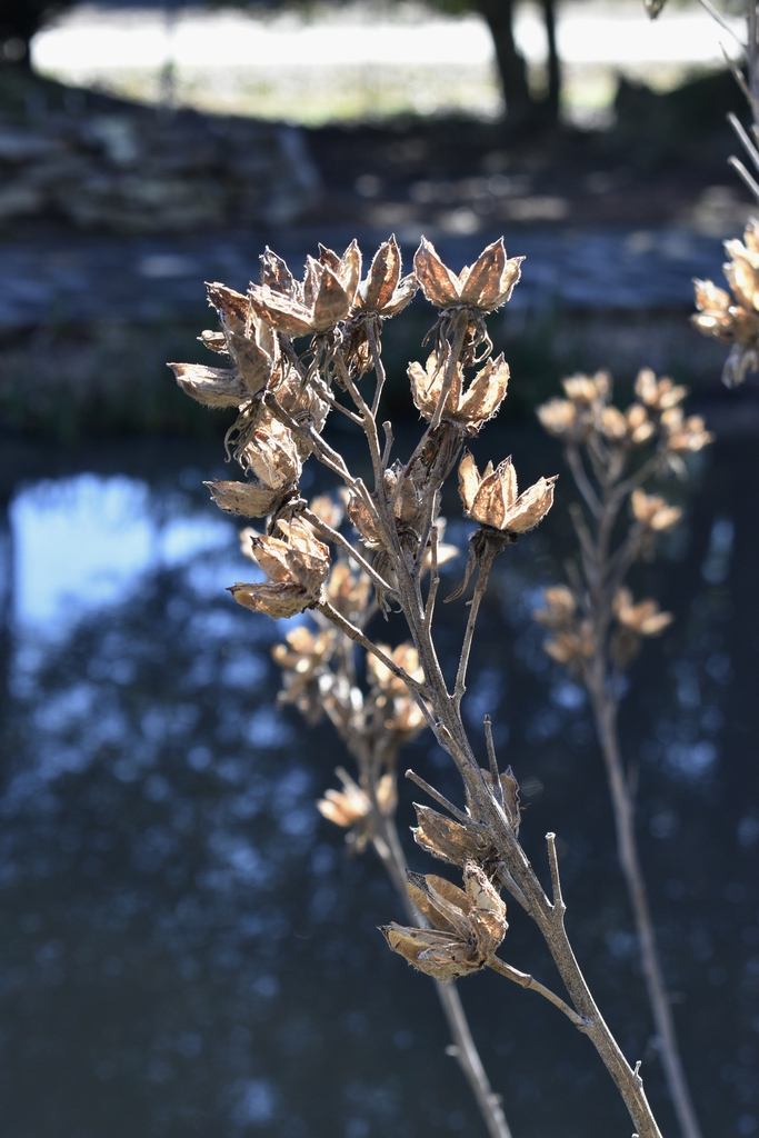 Winter Interest - February - Wake Co., NC
