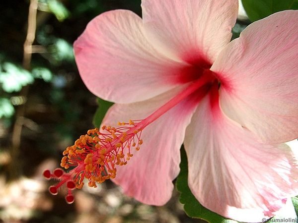 Close-up of a pink, 5-petaled flower with red staminal tube.