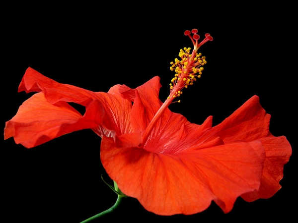 Orange flower with central staminal tube and stigmas.