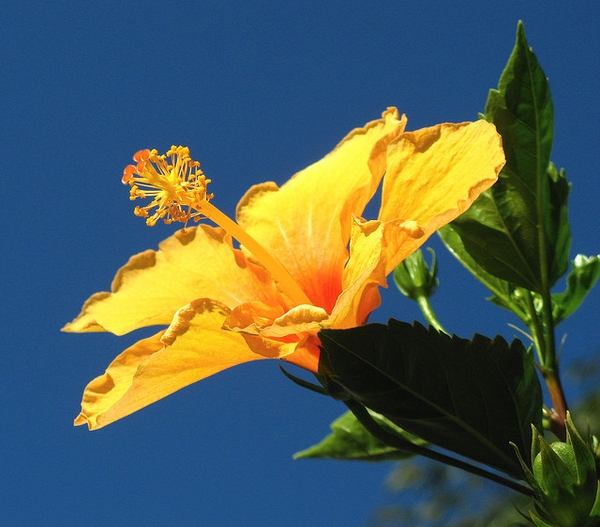 Yellow flower with central staminal tube and stigmas.
