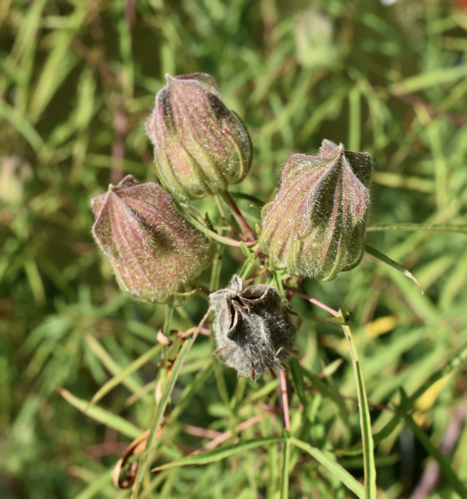Pink Tea Cups - Seed Pods - Aug. 17, Wake Co., NC