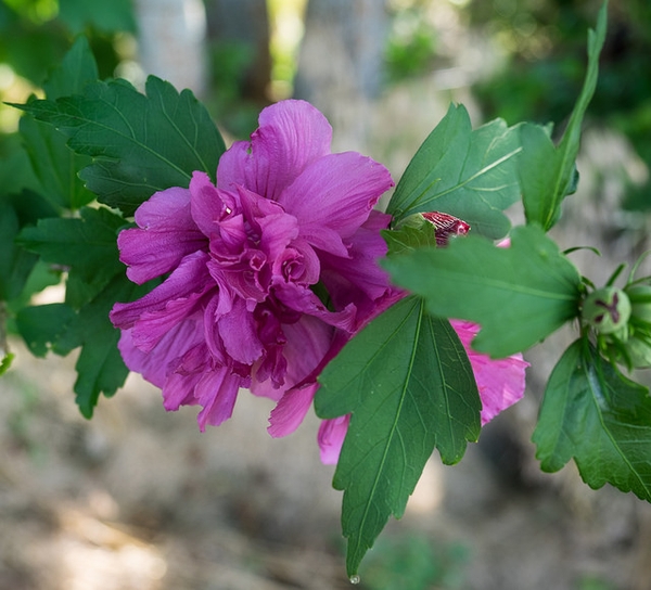 Hibiscus syriacus