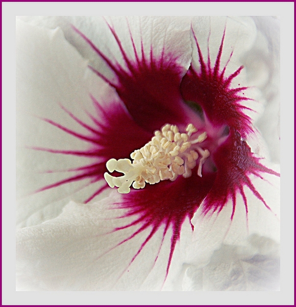 Hibiscus syriacus
