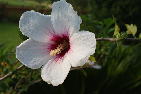 Hibiscus syriacus