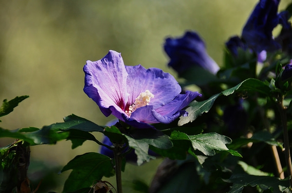Hibiscus syriacus 'Blue Bird'