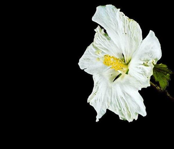 Hibiscus syriacus 'Diana'