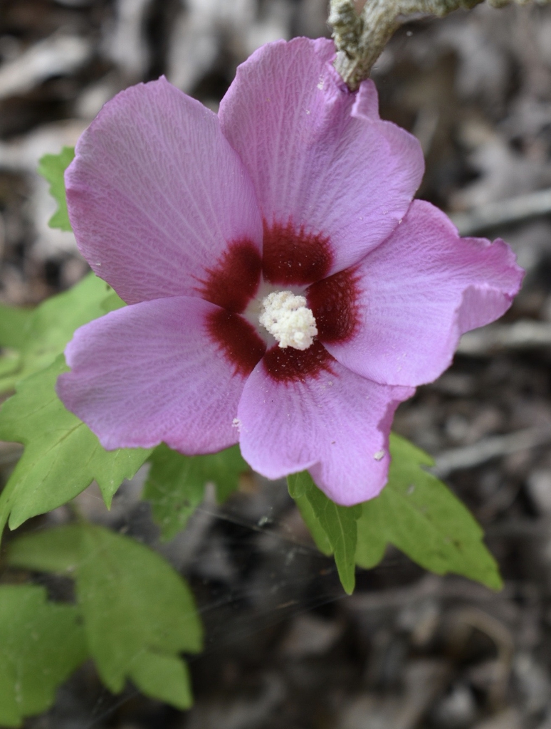 Hibiscus syriacus