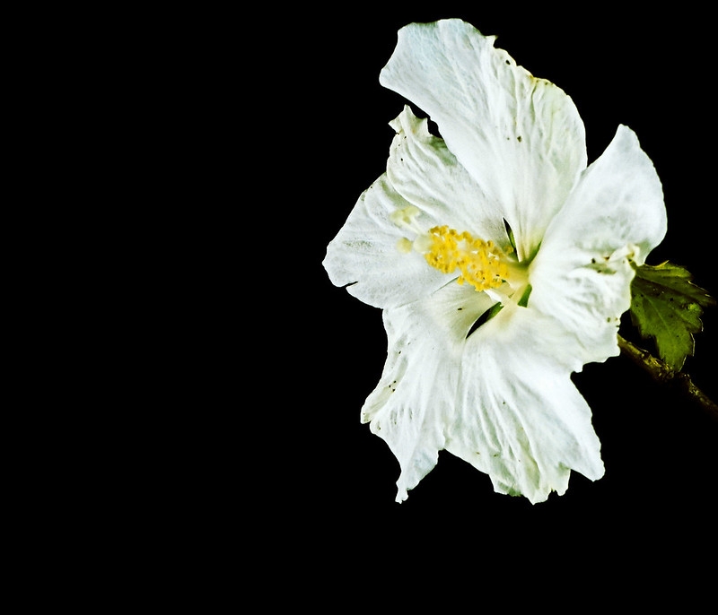Single pure white hibiscus flower