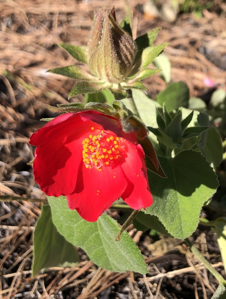 Hibiscus martianus