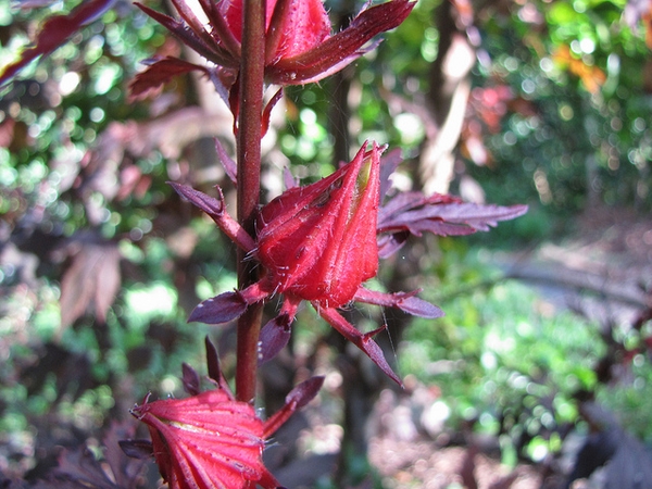 Hibiscus acetosella