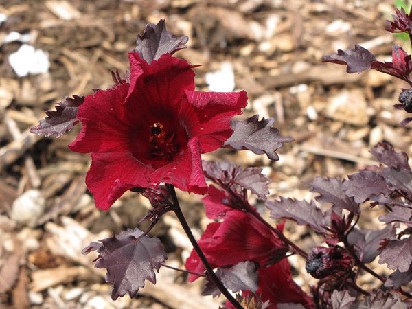 Hibiscus acetosella