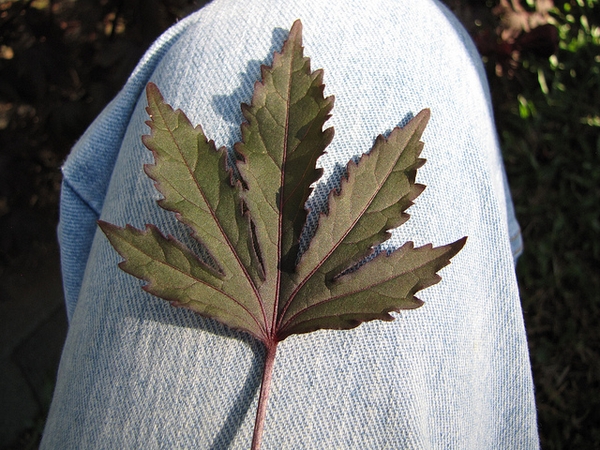 Hibiscus acetosella
