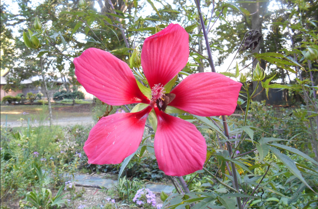 Hibiscus coccineus