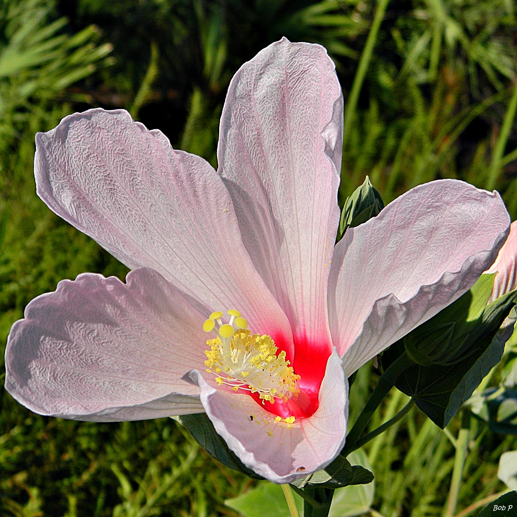 Close up of flower