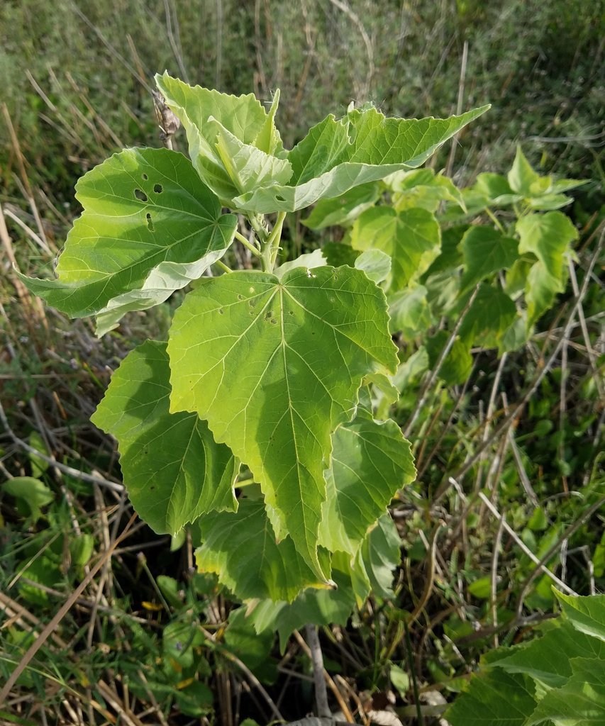 Leaves