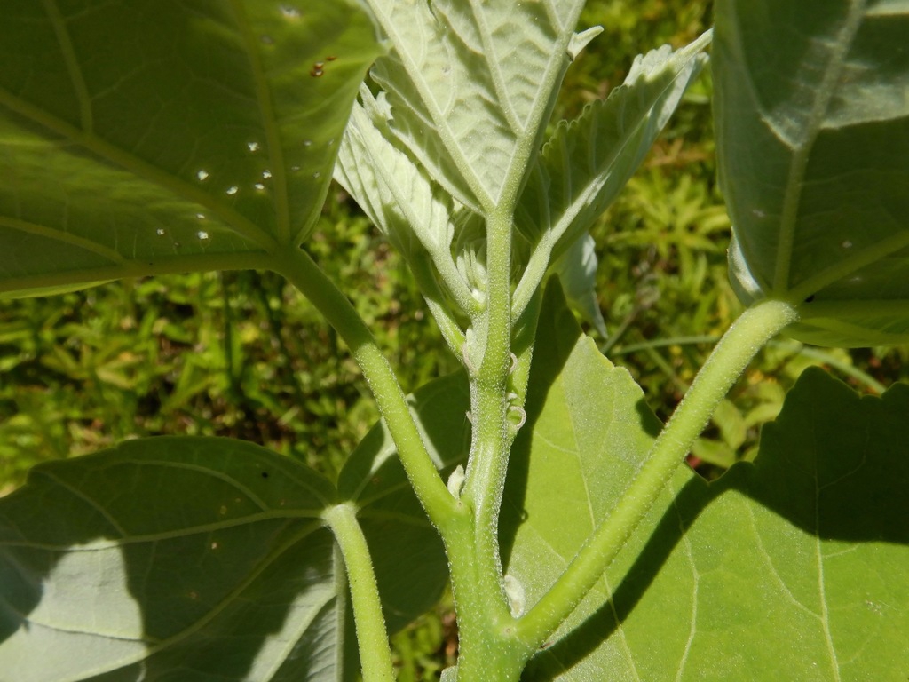 Stem