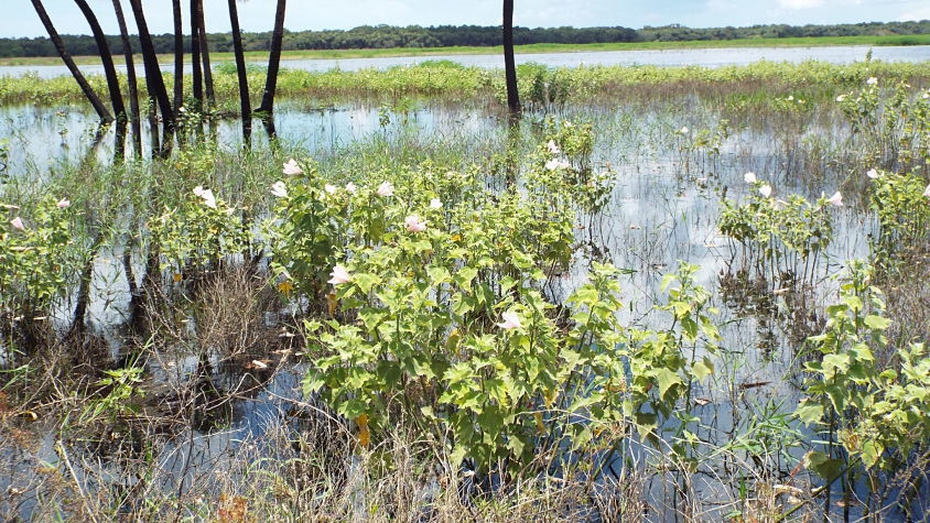 Native habitat