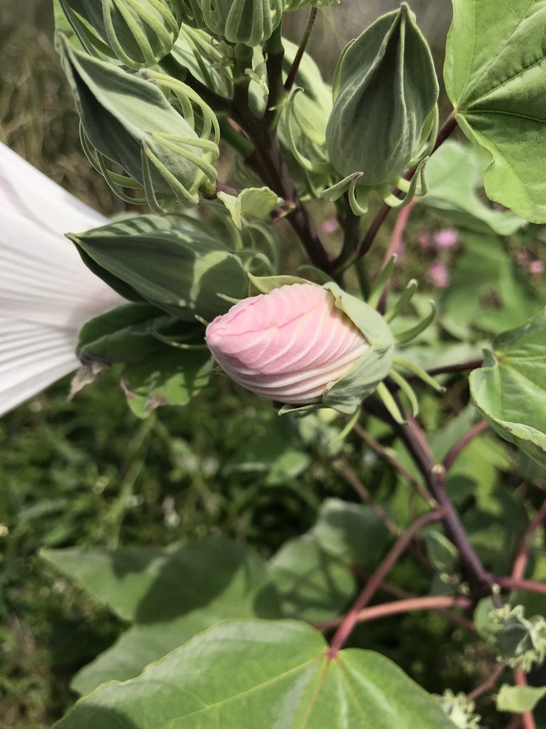 Flower bud and stems