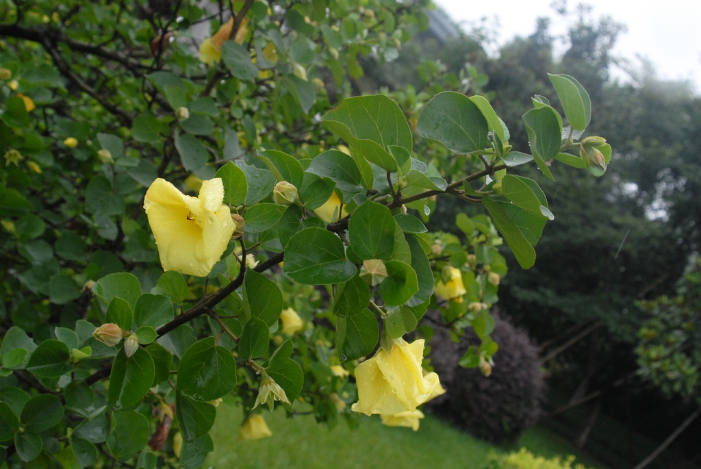 Hibiscus hamabo