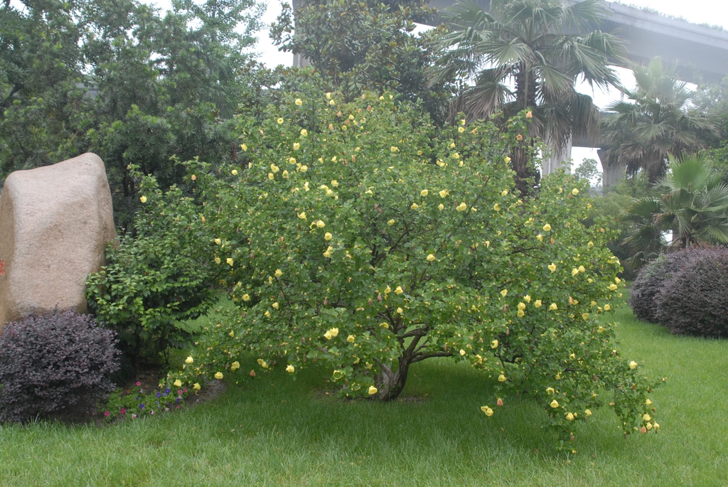 Hibiscus hamabo