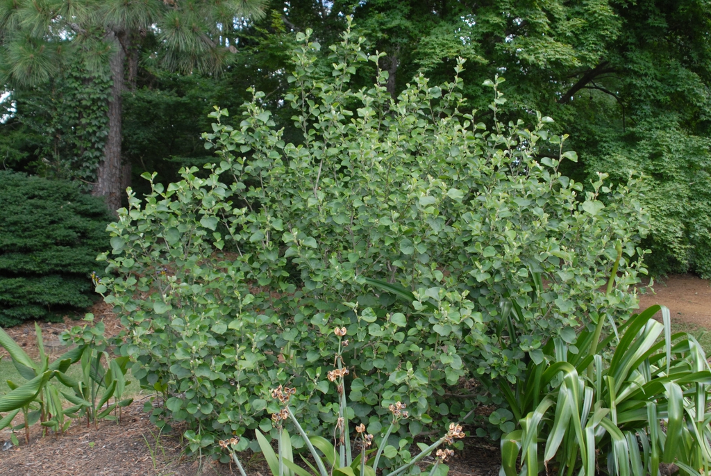 Hibiscus hamabo