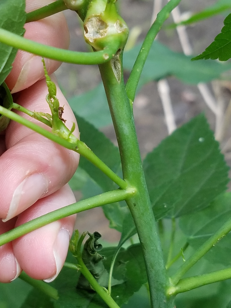 Stem