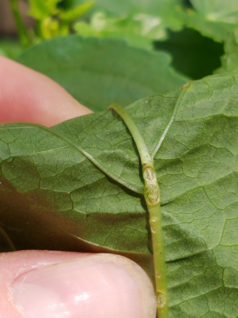 Underside of leaf
