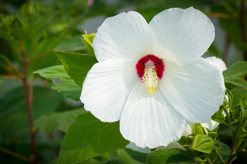 Flower close up