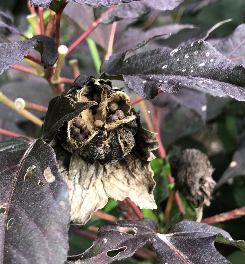 'Summer Storm', seeds in pod, early fall