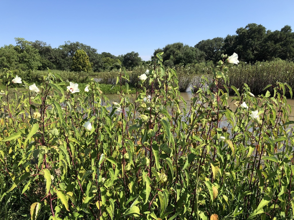 Native habitat