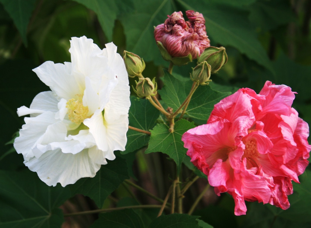 Hibiscus Mutabilis