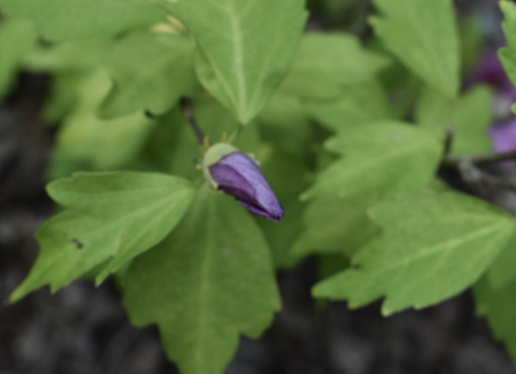Hibiscus syriacus