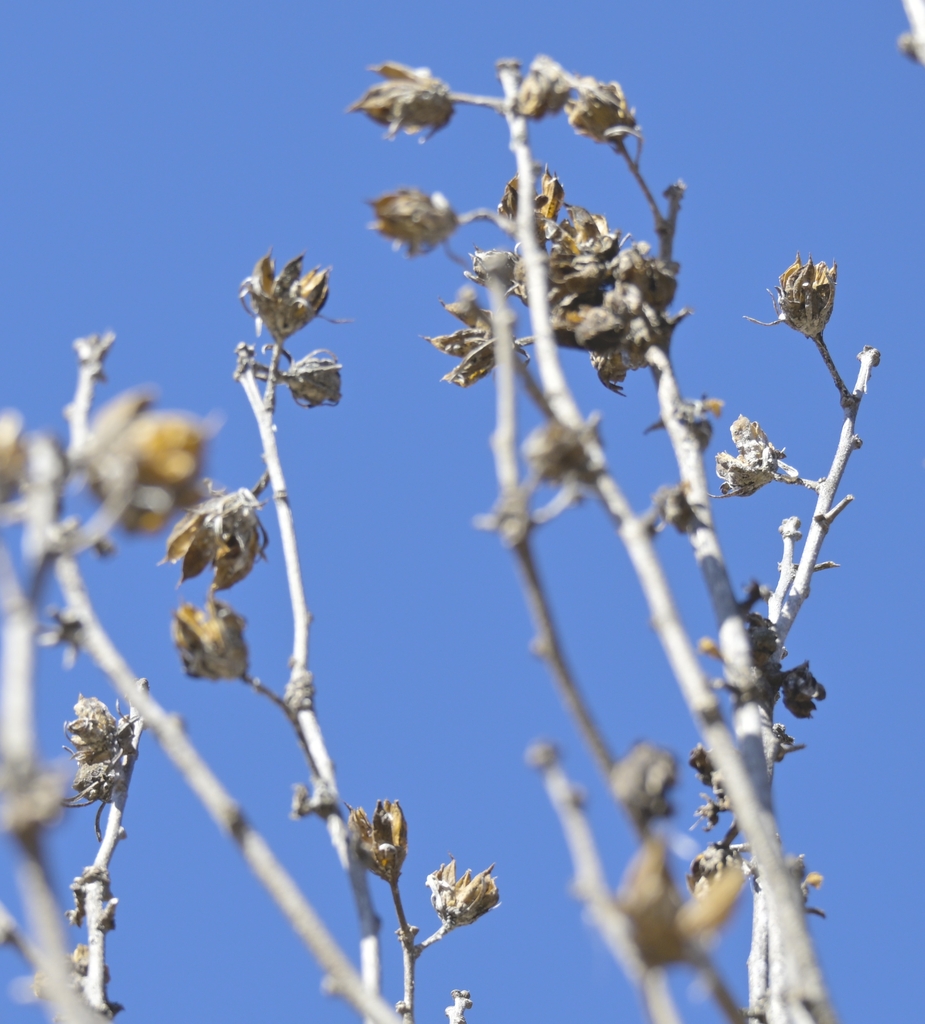 bare stems with persistant seed pods