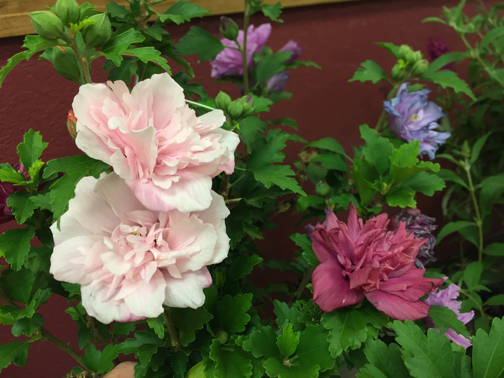 'Smooth Fusion' flower