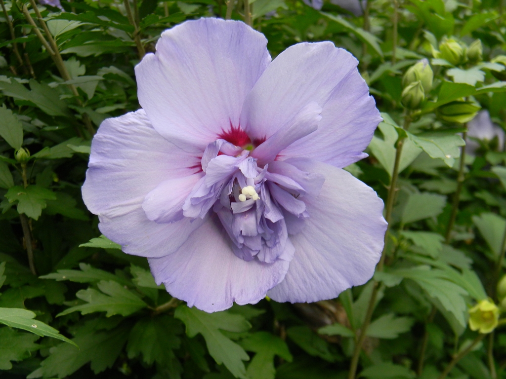 'Notwoodthree' Flower -Summer - Buncombe Co., NC