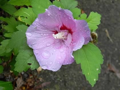 'Notwoodthree' Flower/Leaves - September - Buncombe Co., NC