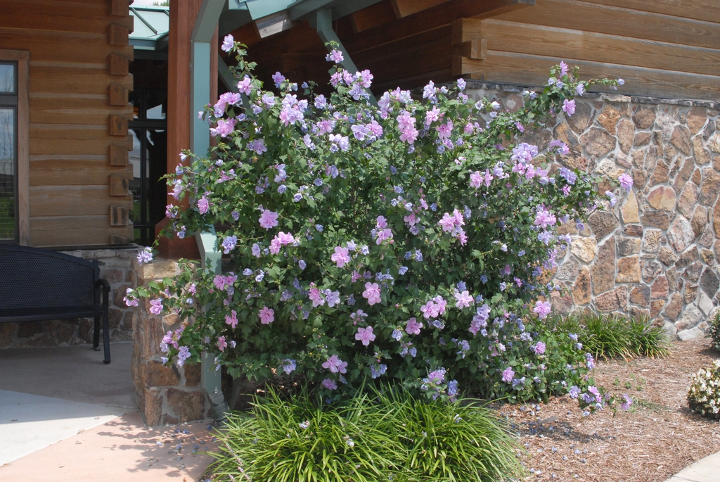 Hibiscus syriacus