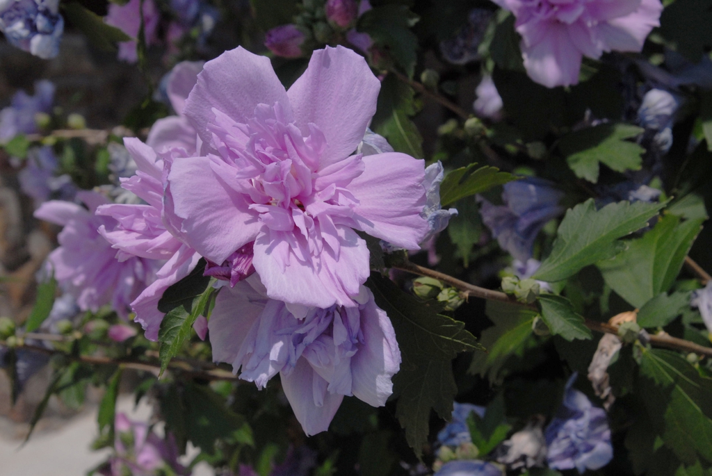 Hibiscus syriacus