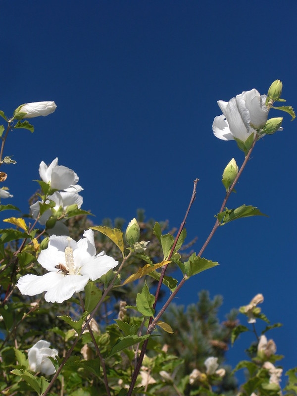 Pure white hibiscus flowers on leafy shoots against blue sky.