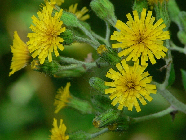 Hieracium scabrum