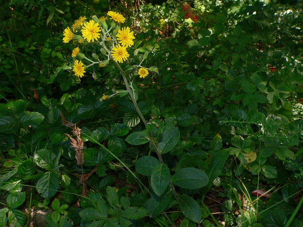 Hieracium scabrum