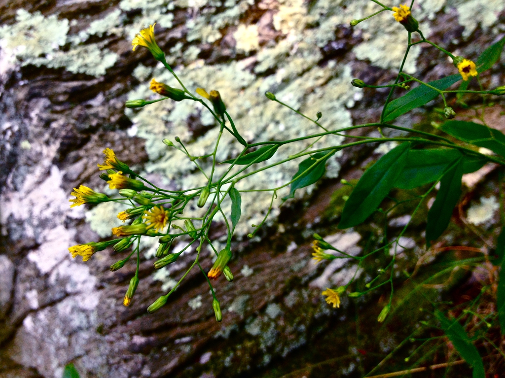 Flower Stalk