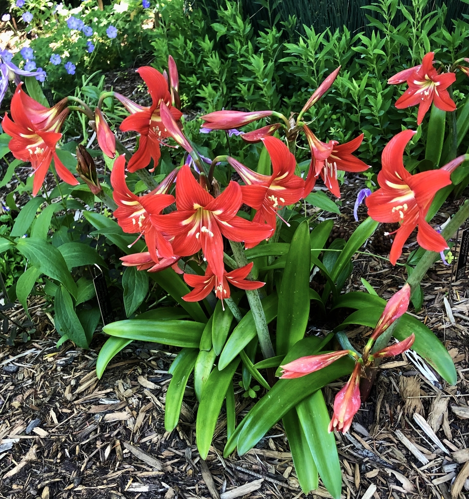 'Voodoo' Form - May- Wake Co., NC