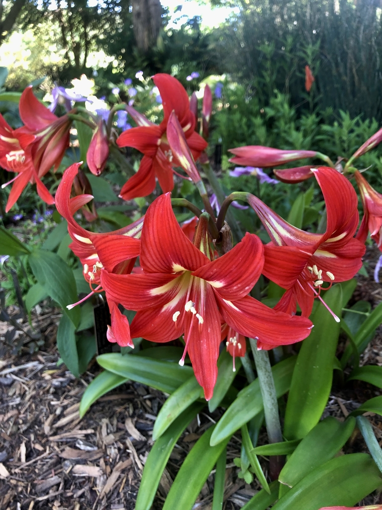 'Voodoo' Flowers - May- Wake Co., NC