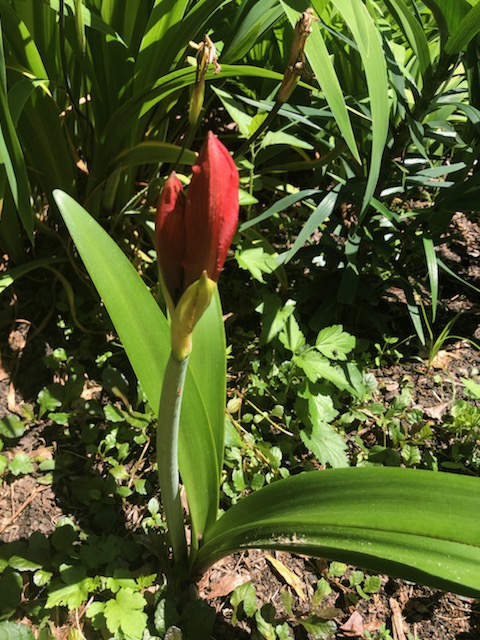 Flower bud, spring (Warren County, NC)