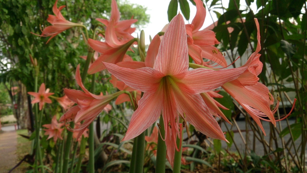 Form